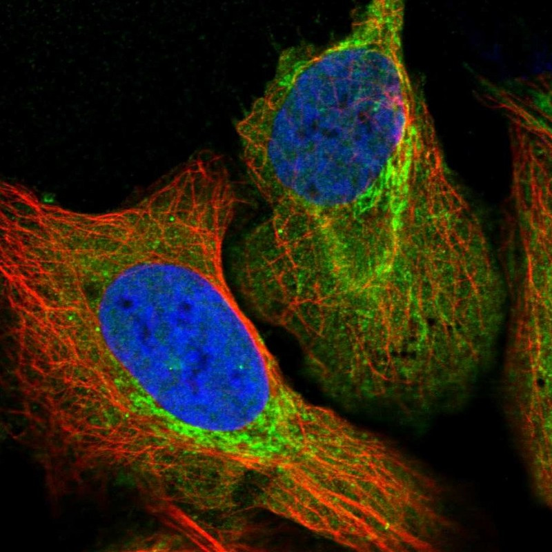 Immunofluorescent staining of human cell line U-2 OS shows localization to nucleoplasm & mitochondria.