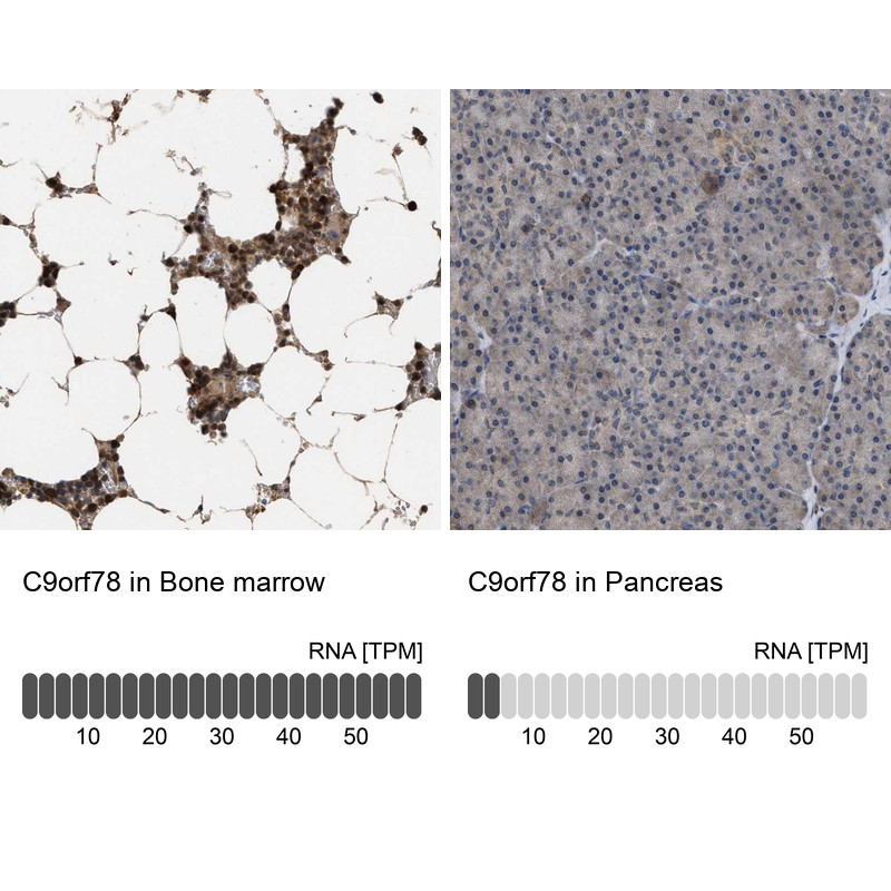 Immunohistochemistry analysis in human bone marrow and pancreas tissues using HPA021216 antibody. Corresponding C9orf78 RNA-seq data are presented for the same tissues.