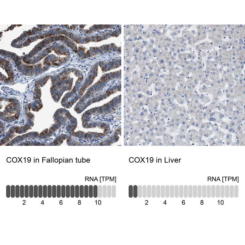 Immunohistochemistry analysis in human fallopian tube and liver tissues using HPA021226 antibody. Corresponding COX19 RNA-seq data are presented for the same tissues.