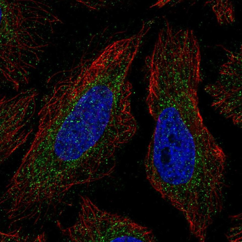 Immunofluorescent staining of human cell line HeLa shows localization to mitochondria.