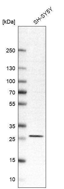 Western blot analysis in human cell line SH-SY5Y.