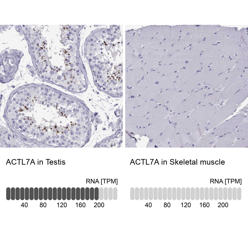 Immunohistochemistry analysis in human testis and skeletal muscle tissues using HPA021624 antibody. Corresponding ACTL7A RNA-seq data are presented for the same tissues.