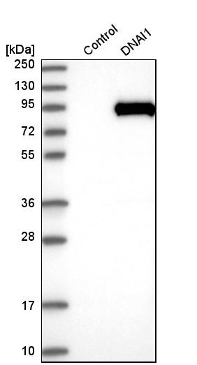 Western blot analysis in control (vector only transfected HEK293T lysate) and dNAI1 over-expression lysate (Co-expressed with a C-terminal myc-DDK tag (~3.1 kDa) in mammalian HEK293T cells, LY402158).