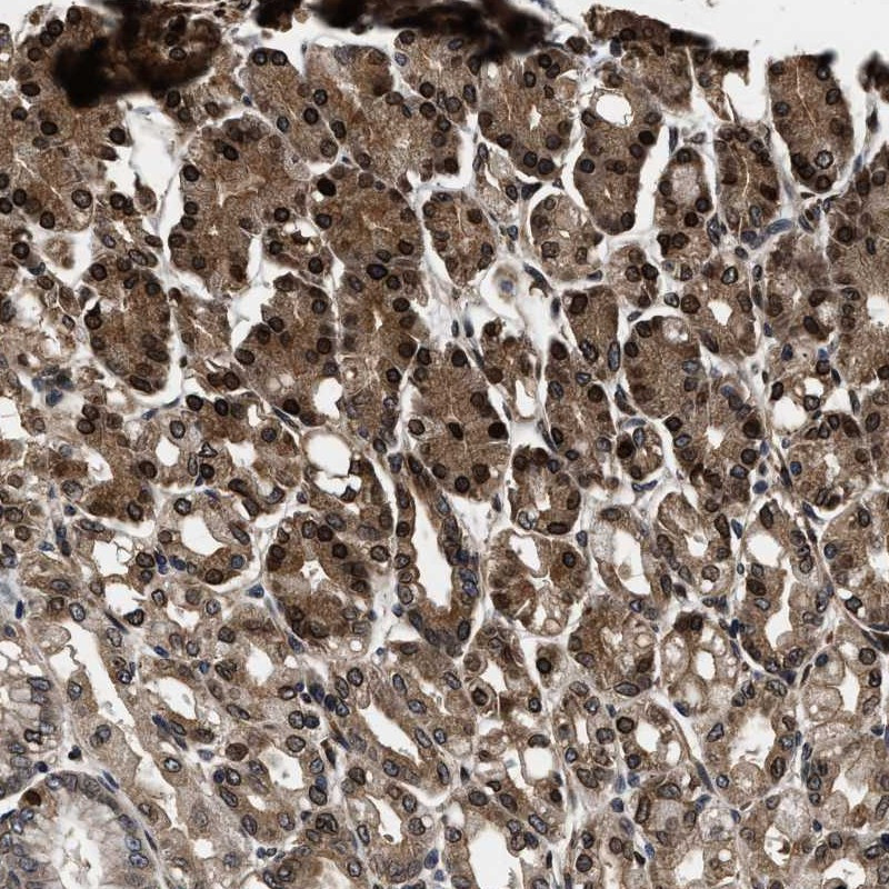Immunohistochemical staining of human stomach shows strong cytoplasmic and nuclear membrane positivity in glandular cells.