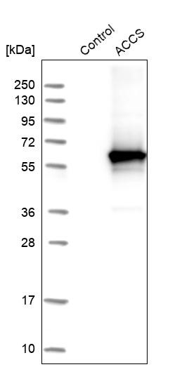 Western blot analysis in control (vector only transfected HEK293T lysate) and ACCS over-expression lysate (Co-expressed with a C-terminal myc-DDK tag (~3.1 kDa) in mammalian HEK293T cells, LY410022).