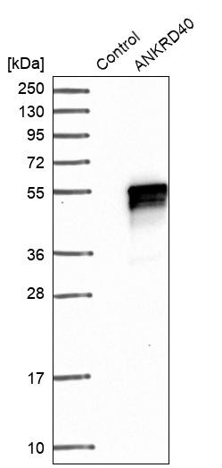 Western blot analysis in control (vector only transfected HEK293T lysate) and ANKRD40 over-expression lysate (Co-expressed with a C-terminal myc-DDK tag (~3.1 kDa) in mammalian HEK293T cells, LY409432).