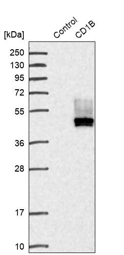Western blot analysis in control (vector only transfected HEK293T lysate) and CD1B over-expression lysate (Co-expressed with a C-terminal myc-DDK tag (~3.1 kDa) in mammalian HEK293T cells, LY419761).