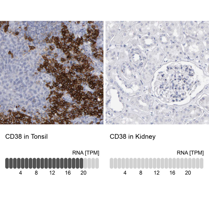 Immunohistochemistry analysis in human tonsil and kidney tissues using HPA022132 antibody. Corresponding CD38 RNA-seq data are presented for the same tissues.