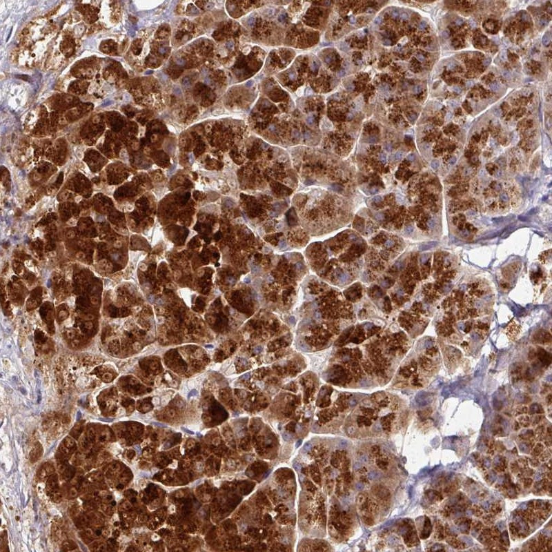 Immunohistochemical staining of human pancreas shows strong cytoplasmic positivity in exocrine glandular cells.