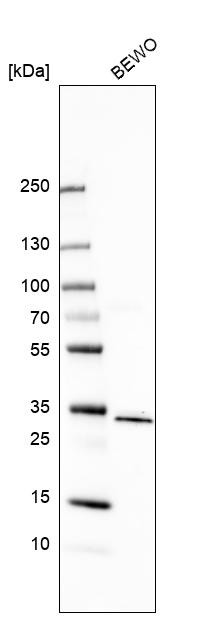 Western blot analysis in human cell line BEWO.