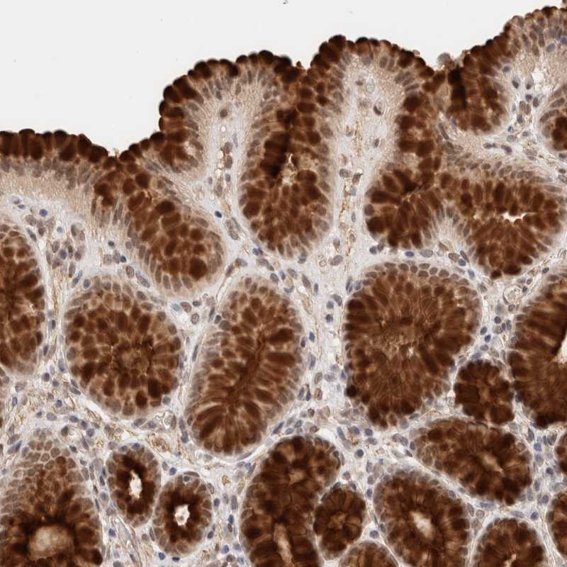 Immunohistochemical staining of human stomach shows strong positivity in mucous cells.