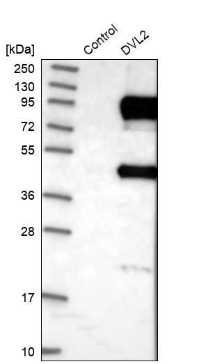 Western blot analysis in control (vector only transfected HEK293T lysate) and DVL2 over-expression lysate (Co-expressed with a C-terminal myc-DDK tag (~3.1 kDa) in mammalian HEK293T cells, LY401405).