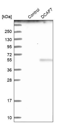Western blot analysis in control (vector only transfected HEK293T lysate) and DCAF7 over-expression lysate (Co-expressed with a C-terminal myc-DDK tag (~3.1 kDa) in mammalian HEK293T cells, LY417042).