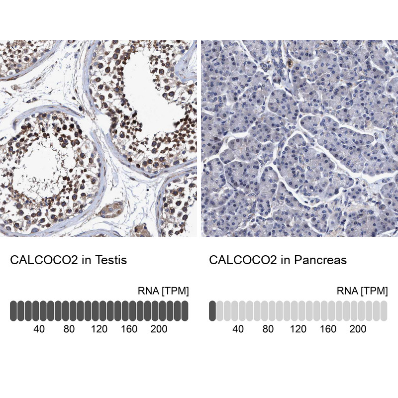 Immunohistochemistry analysis in human testis and pancreas tissues using HPA022989 antibody. Corresponding CALCOCO2 RNA-seq data are presented for the same tissues.