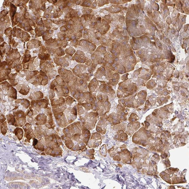 Immunohistochemical staining of human pancreas shows strong cytoplasmic positivity in exocrine glandular cells.