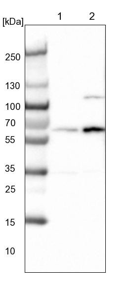 Lane 1: NIH-3T3 cell lysate (Mouse embryonic fibroblast cells)<br/>Lane 2: NBT-II cell lysate (Rat Wistar bladder tumour cells)