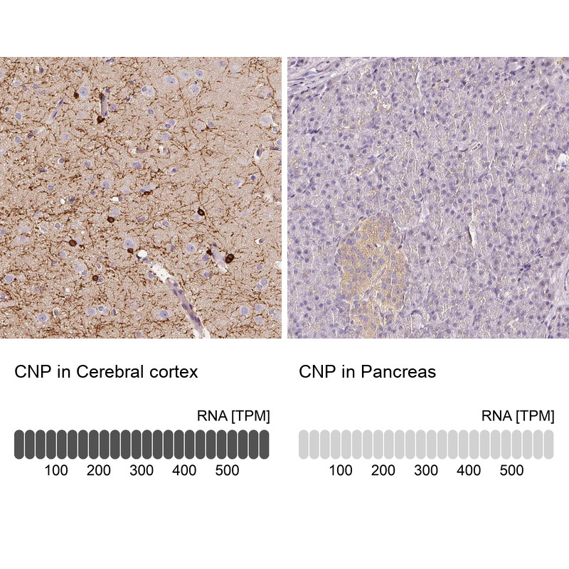 Immunohistochemistry analysis in human cerebral cortex and pancreas tissues using Anti-CNP antibody. Corresponding CNP RNA-seq data are presented for the same tissues.