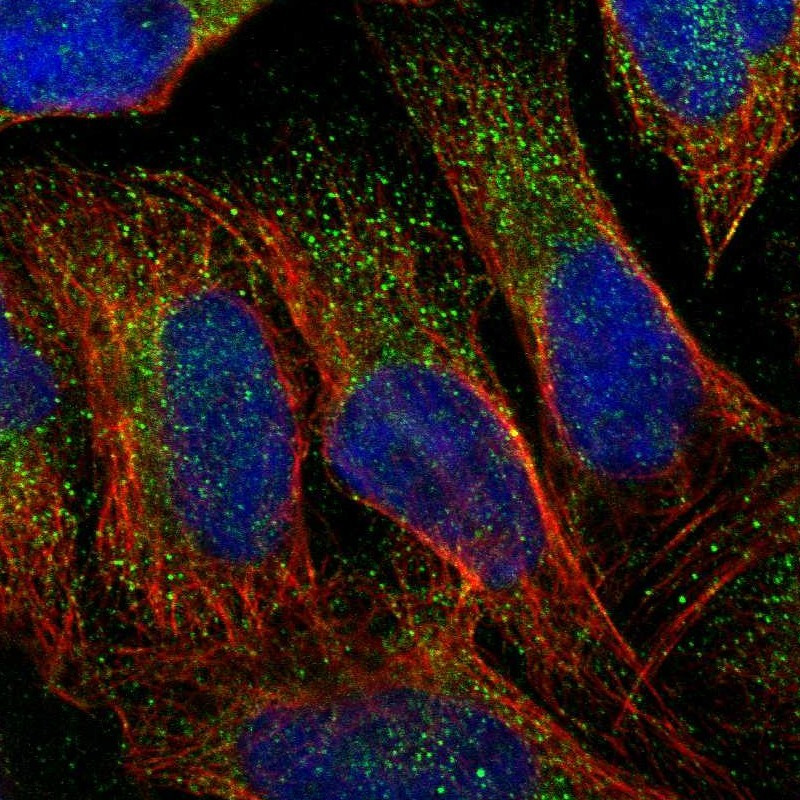 Immunofluorescent staining of human cell line U-2 OS shows positivity in cytoplasm.