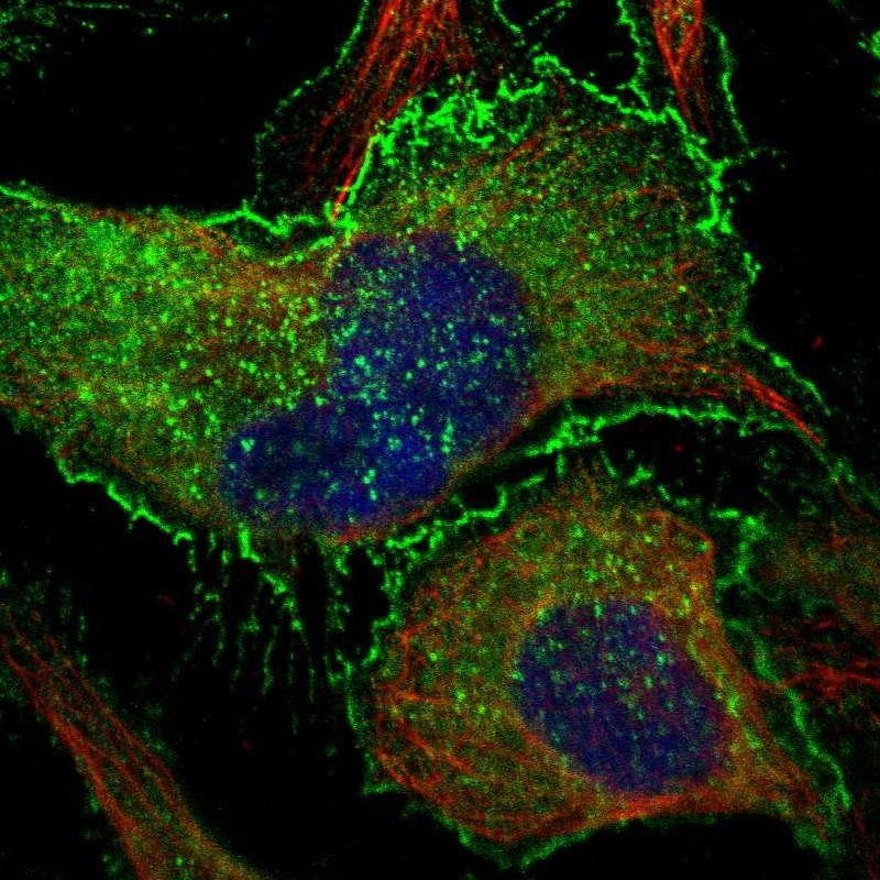 Immunofluorescent staining of human cell line U-2 OS shows localization to plasma membrane & cytosol.