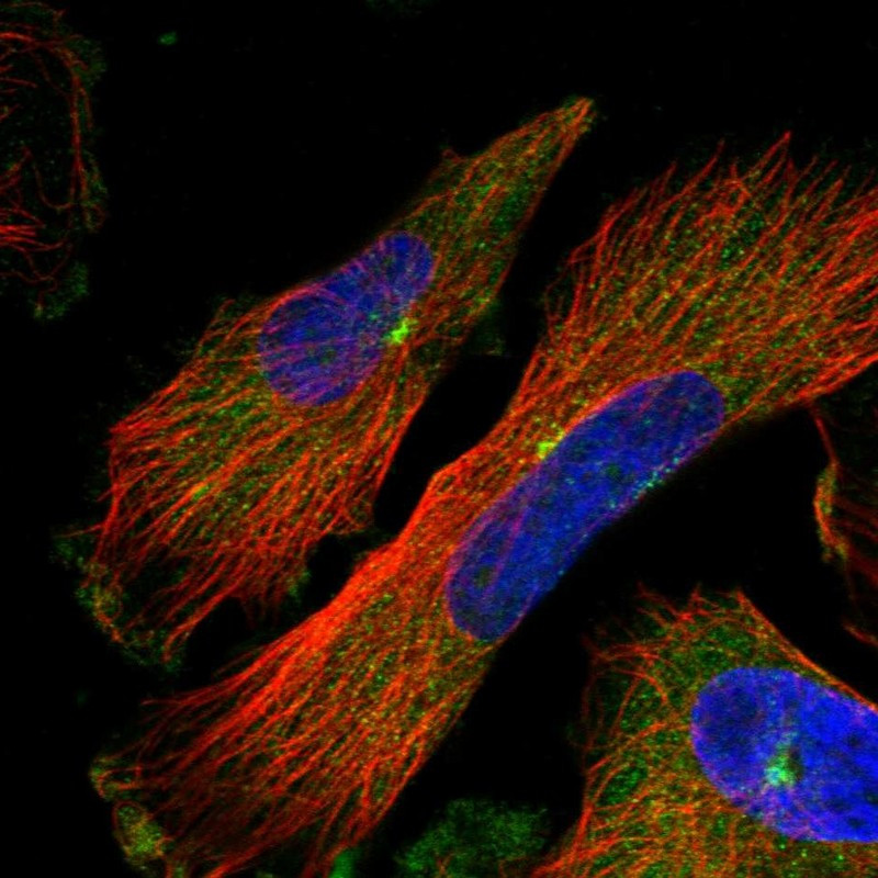 Immunofluorescent staining of human cell line U-251 MG shows localization to nuclear membrane & centrosome.