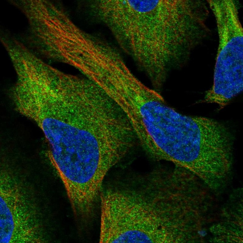 Immunofluorescent staining of human cell line U-2 OS shows localization to cytosol.