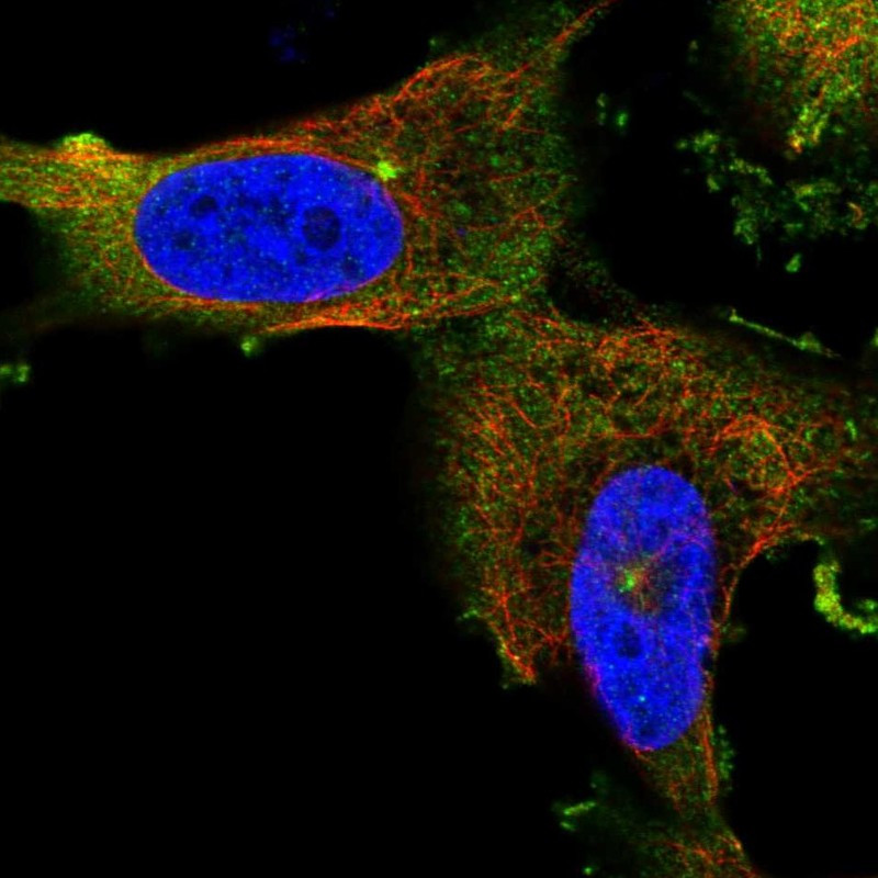 Immunofluorescent staining of human cell line U-251 MG shows localization to plasma membrane & microtubule organizing center.
