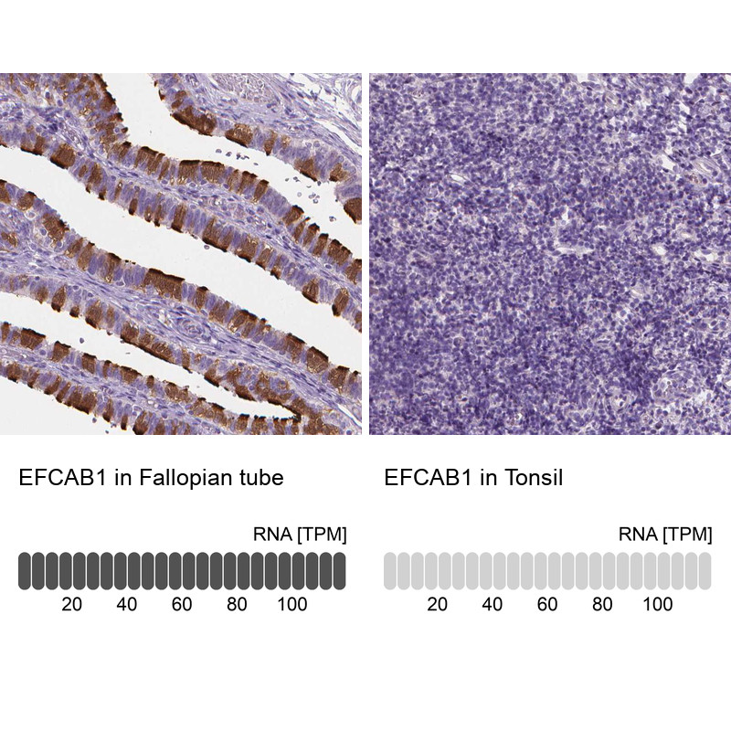 Immunohistochemistry analysis in human fallopian tube and tonsil tissues using HPA023527 antibody. Corresponding EFCAB1 RNA-seq data are presented for the same tissues.