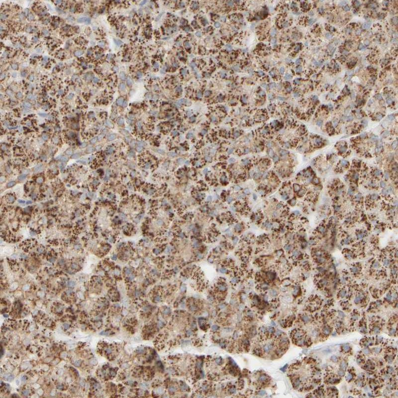 Immunohistochemical staining of human pancreas shows distinct granular positivity in exocrine cells.