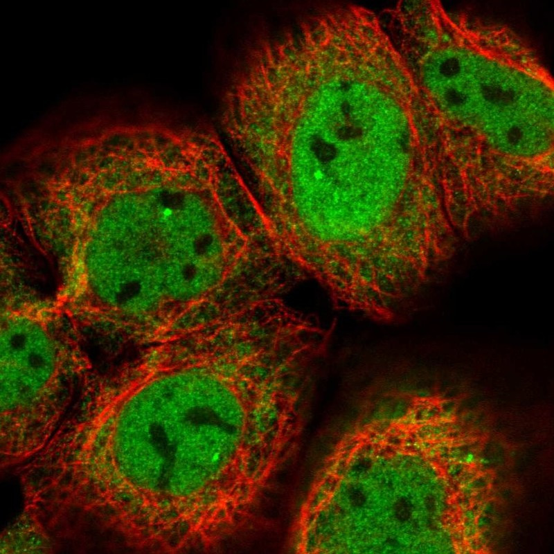 Immunofluorescent staining of human cell line A-431 shows localization to nucleoplasm, nuclear bodies & cytosol.