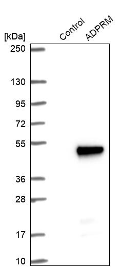 Western blot analysis in control (vector only transfected HEK293T lysate) and ADPRM over-expression lysate (Co-expressed with a C-terminal myc-DDK tag (~3.1 kDa) in mammalian HEK293T cells, LY412569).