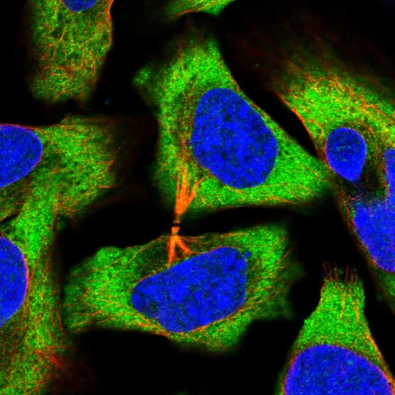Immunofluorescent staining of human cell line U-2 OS shows localization to cytosol.