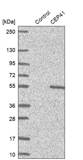 Western blot analysis in control (vector only transfected HEK293T lysate) and CEP41 over-expression lysate (Co-expressed with a C-terminal myc-DDK tag (~3.1 kDa) in mammalian HEK293T cells, LY412890).