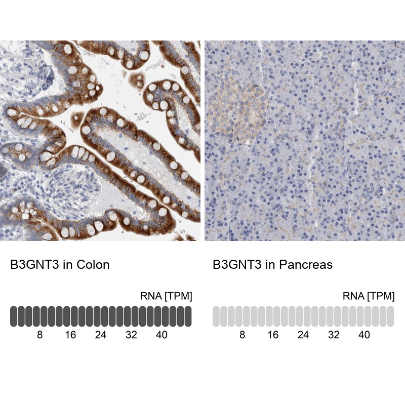 Immunohistochemistry analysis in human colon and pancreas tissues using Anti-B3GNT3 antibody. Corresponding B3GNT3 RNA-seq data are presented for the same tissues.
