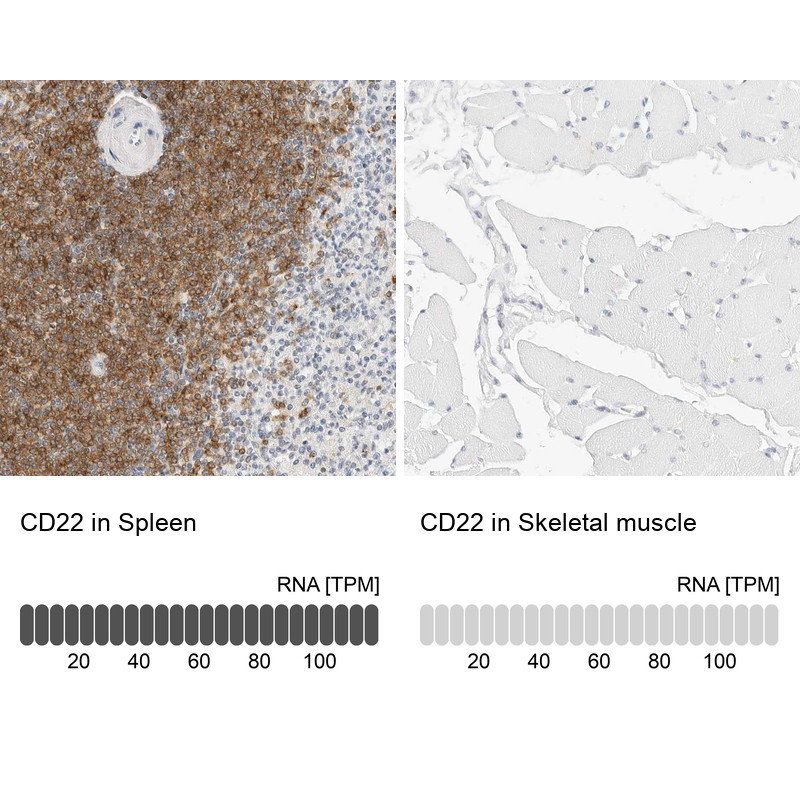 Immunohistochemistry analysis in human spleen and skeletal muscle tissues using HPA024353 antibody. Corresponding CD22 RNA-seq data are presented for the same tissues.