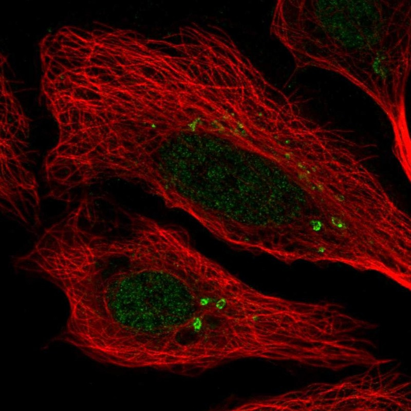 Immunofluorescent staining of human cell line U-2 OS shows localization to nucleoplasm & the Golgi apparatus.
