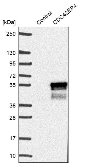 Western blot analysis in control (vector only transfected HEK293T lysate) and CDC42EP4 over-expression lysate (Co-expressed with a C-terminal myc-DDK tag (~3.1 kDa) in mammalian HEK293T cells, LY415972).