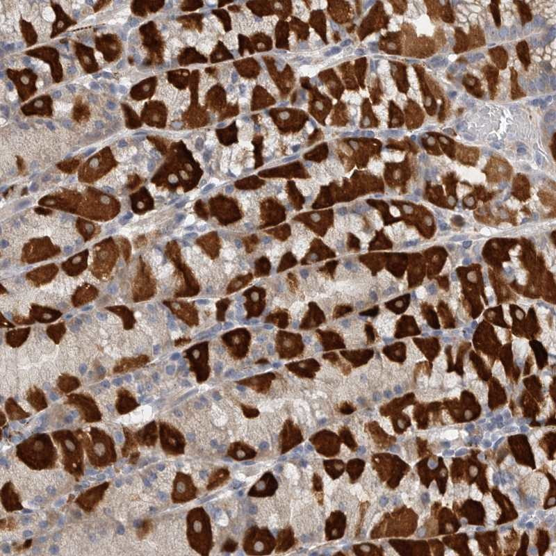 Immunohistochemical staining of human stomach shows strong cytoplasmic positivity in glandular cells.