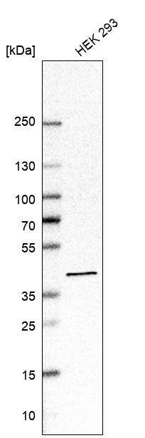 Western blot analysis in human cell line HEK 293.