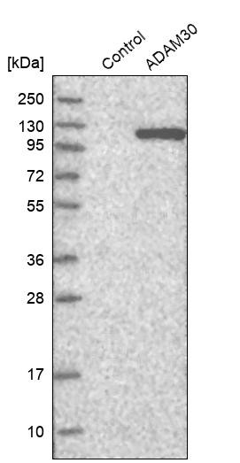 Western blot analysis in control (vector only transfected HEK293T lysate) and ADAM30 over-expression lysate (Co-expressed with a C-terminal myc-DDK tag (~3.1 kDa) in mammalian HEK293T cells, LY402877).