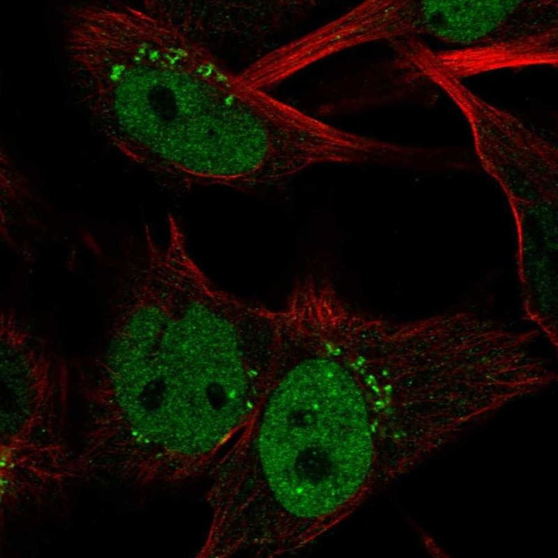 Immunofluorescent staining of human cell line U-251 MG shows localization to nucleoplasm & the Golgi apparatus.
