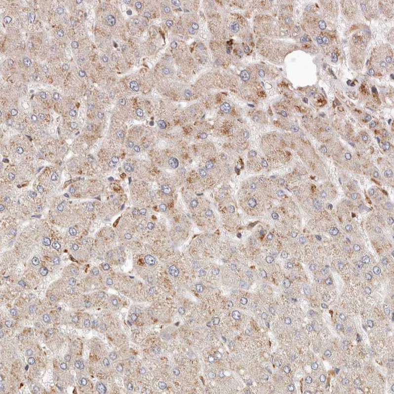 Immunohistochemical staining of human liver shows weak granular cytoplasmic positivity in hepatocytes.