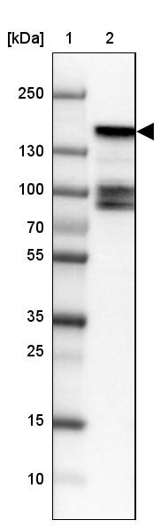 Lane 1: Marker [kDa] 250, 130, 100, 70, 55, 35, 25, 15, 10<br/>Lane 2: Human cell line HEL