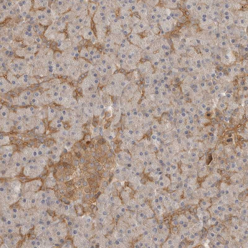 Immunohistochemical staining of human pancreas shows moderate cytoplasmic and membranous positivity in exocrine glandular cells along with moderate cytoplasmic staining in islets of Langerhans.