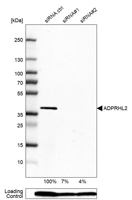 Western blot analysis in U-87MG ATCC cells transfected with control siRNA, target specific siRNA probe #1 and #2, using Anti-ADPRHL2 antibody. Remaining relative intensity is presented. Loading control: Anti-PPIB.
