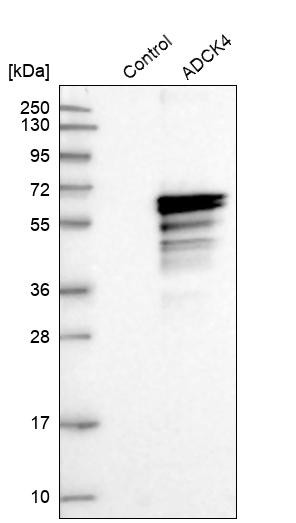 Western blot analysis in control (vector only transfected HEK293T lysate) and ADCK4 over-expression lysate (Co-expressed with a C-terminal myc-DDK tag (~3.1 kDa) in mammalian HEK293T cells, LY403036).