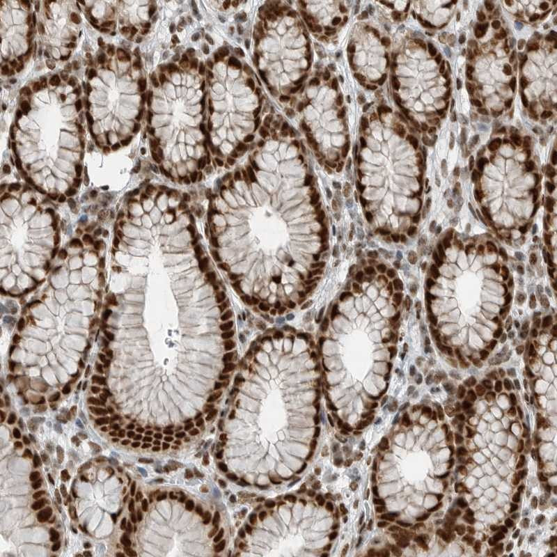 Immunohistochemical staining of human stomach shows strong nuclear positivity in glandular cells.