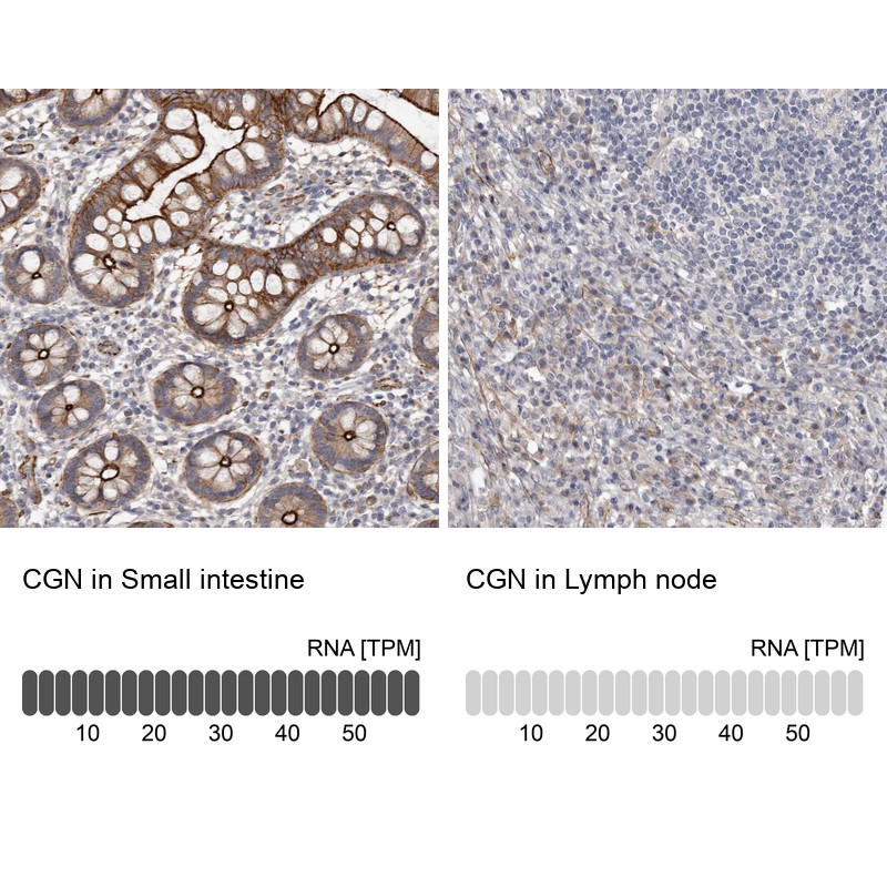 Immunohistochemistry analysis in human small intestine and lymph node tissues using Anti-CGN antibody. Corresponding CGN RNA-seq data are presented for the same tissues.