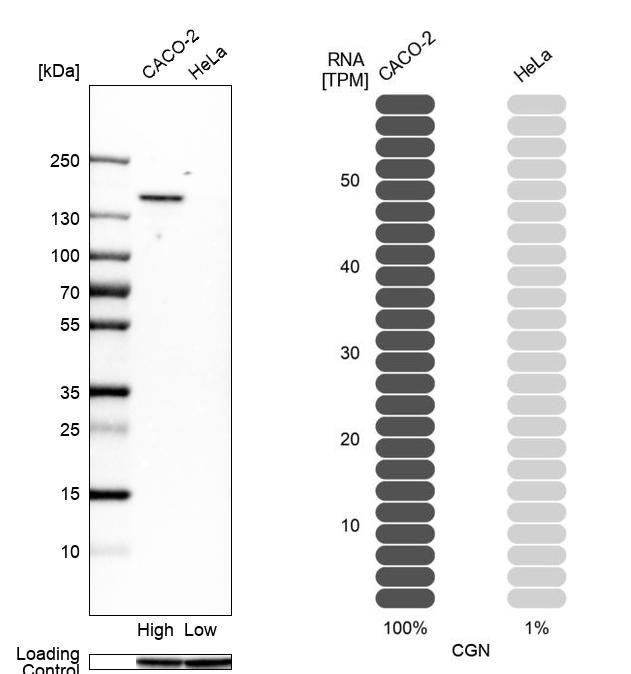 Western blot analysis in human cell lines Caco-2 and HeLa using Anti-CGN antibody. Corresponding CGN RNA-seq data are presented for the same cell lines. Loading control: Anti-GAPDH.