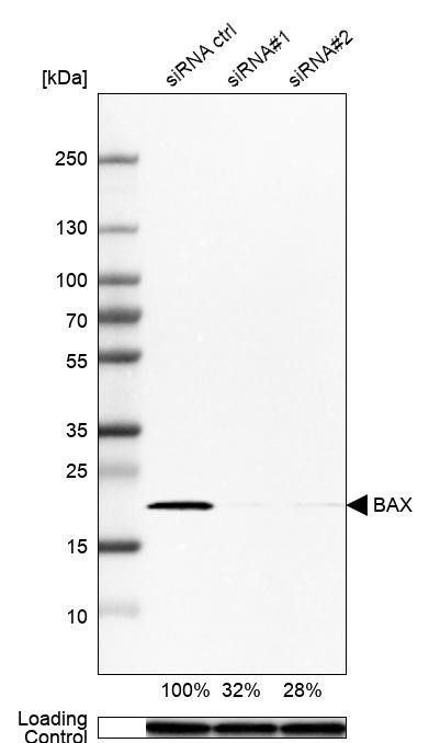 Western blot analysis in A-549 cells transfected with control siRNA, target specific siRNA probe #1 and #2, using Anti-BAX antibody. Remaining relative intensity is presented. Loading control: Anti-GAPDH.