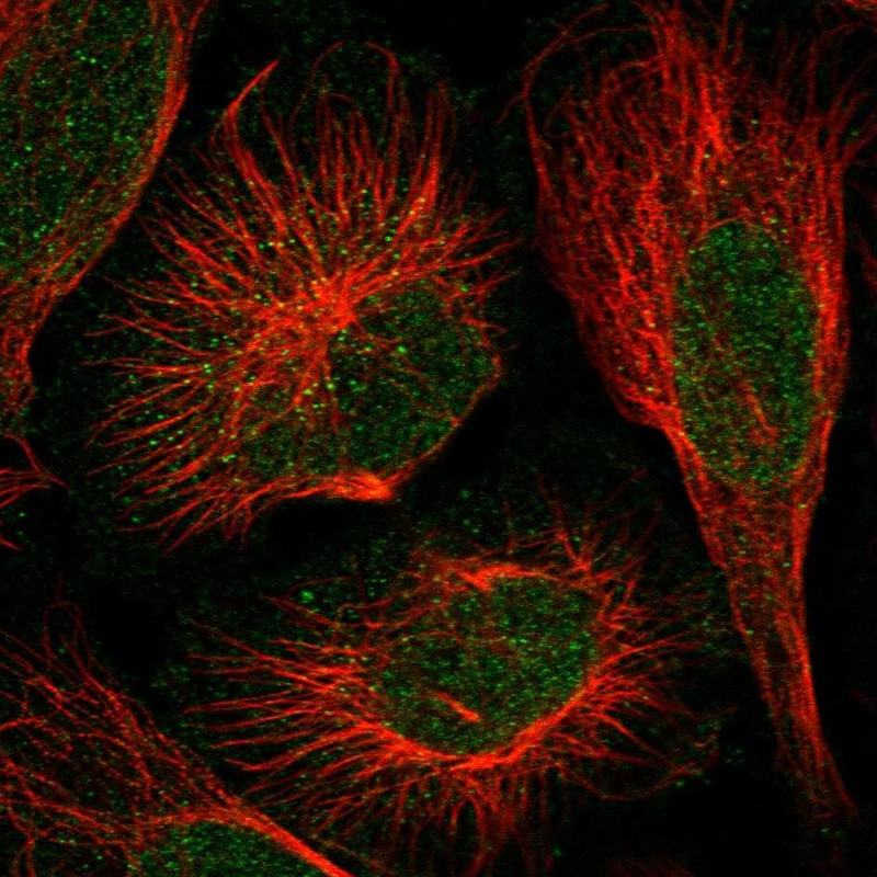 Immunofluorescent staining of human cell line U-2 OS shows localization to nucleus & vesicles.